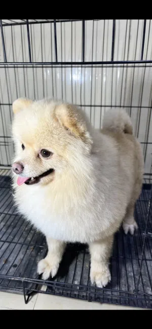 ذكر pomeranian Teddy face