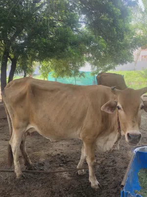 للبيع بقره حلوب  عمانيه