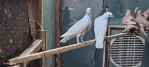 زوج مخاليف بالريشة الاولى