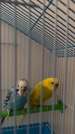 بغبغاء أنثى و ذكر