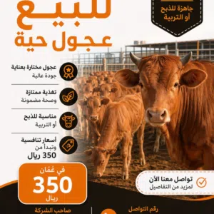 عجول محليه