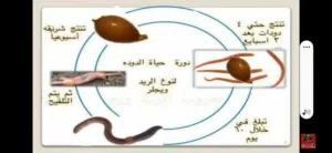 دود الفيرمي كومبوست