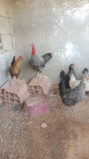 دجاج ربي يبارك للبيع