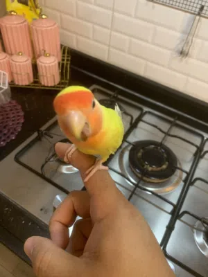بركديلو مروض