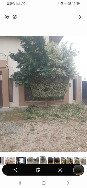 تقليم أشجار