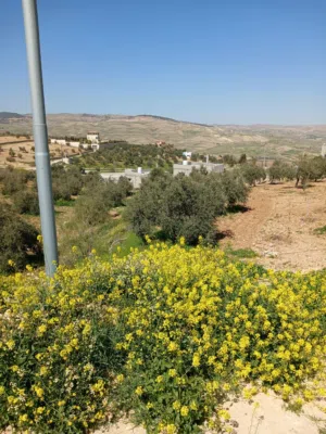 Farm Land for Sale in Zarqa Al-Alouk