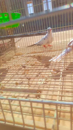 السلام عليكم متاح بفضل الله ماسي كوبيا الله يبارك مصوقره