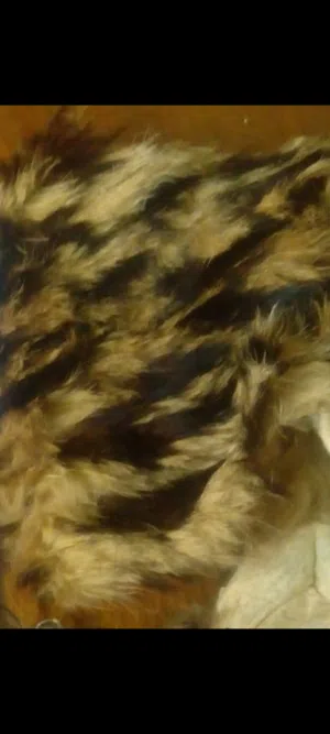 جلد نمر طبيعي حقيقي