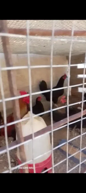 بسم الله الرحمن الرحيم يوجد اربع دجاجات بلدي سود بالصلاه على النبي صحه ونظافه مع ديك ويوجد جوز حبش ذ