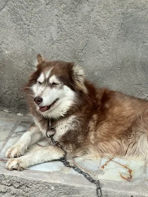 Husky2