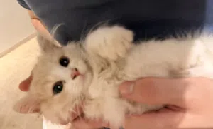Fluffy White Kitten With Big Blue Eyes – Super Cute & Playful