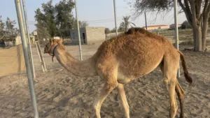 قعود لحم مطعوم(عقيره)