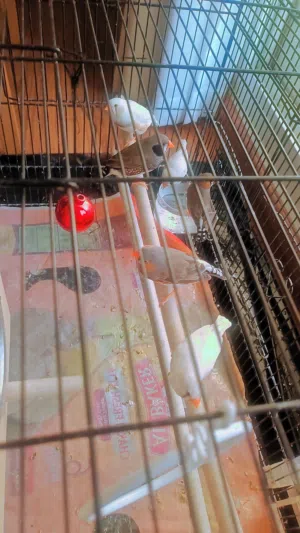Finches bird