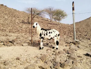 كبش محقوص للبيع