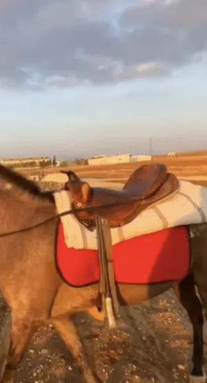 سرج إنجليزي للبيع