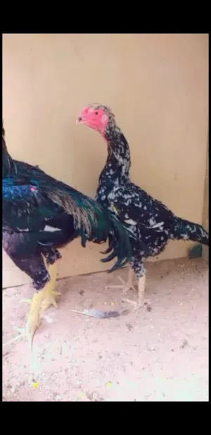ديج اودجاجه هزاز كوبره شرط البيظ 350