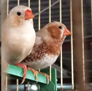 مطلوب مطلوب زيبرا