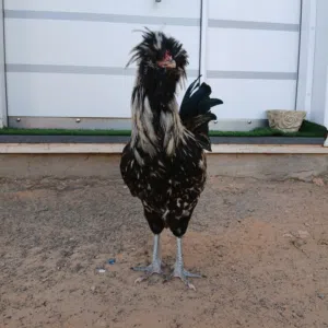 ديك بانكس درجة أولى