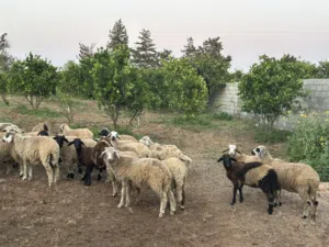 ساعي للبيع