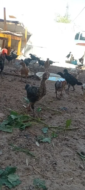 صيصان دجاج