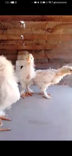 براهما ابيض صيصان وبلدي ورود ايلاند