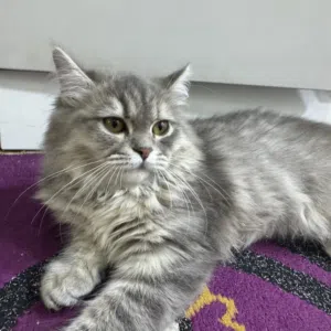 قطه ذكيه وجميله