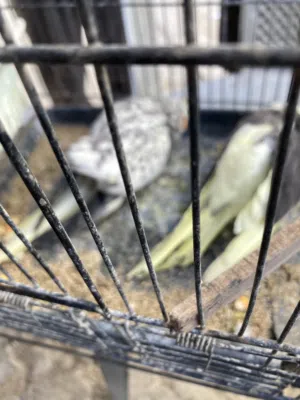 كوكتيل اليف ما بعض بوقف ع اليد  طيرتين كوكتيل منتجات جوز هوقو رومو الزرقاء