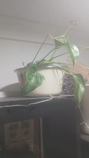 Indoor plants for sale