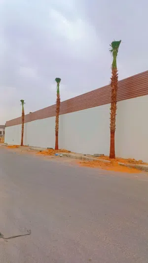 نخيل_واشنطني_للبيع