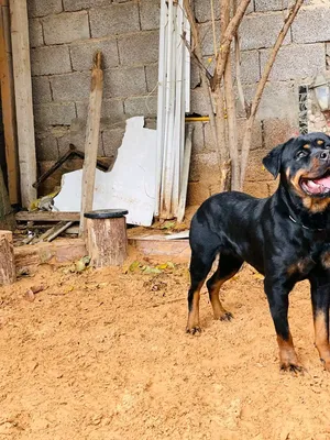 Rottweiler0