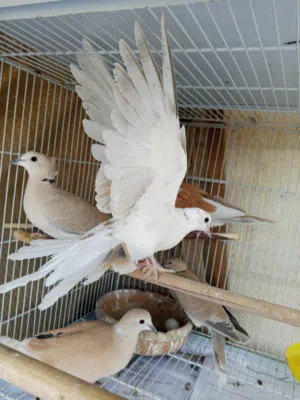 يمام جوزين وحبه منهم طفره اوبدل على جوز كنار