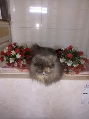 بزونه شيرازي مون فيس نوعية كلش حلوه وراقيه