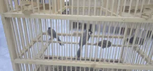 زوج بلابل اليف