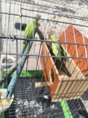 ببغار الدره