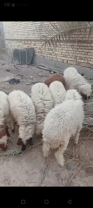خرفان للبيع في شط العرب التنومه نهر حسن كردلان