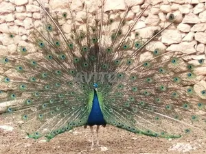طاووس حر رائع جدا