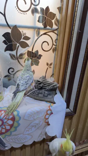 ازواج كوكتيل