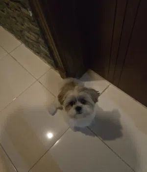 shitzu dog for sale