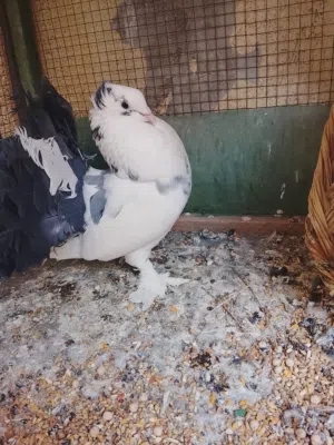 فحل عرايس مكعكل ومكلش ومستوى حلو للبيع فحل جاهز