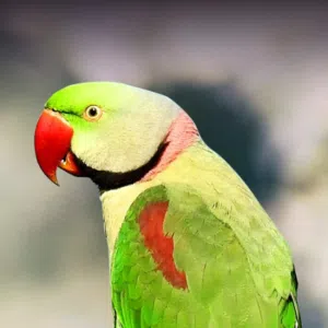 انتاج دره امريكي نيبالي