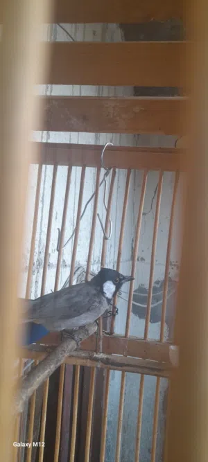 بالبل وحشي مال السنه طير نظيف كلش صوته حلو بلبل مال الكصبه