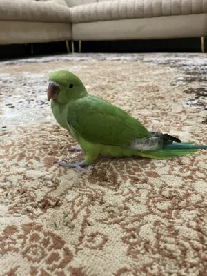بغبغاء ميتو اليف وصغير جاهز لتعليم وكلام