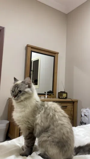 قطة انثى (للبيع) بصحه ممتازه وسليمه