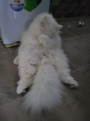 قطط شيرازي أنواع سعر ثلاث حبات 100ریال