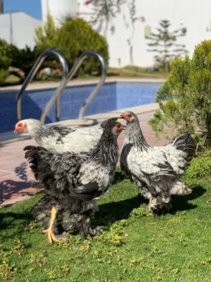 زوز عتاتيك و فروج