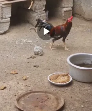 ديك باكستاني للبيع الحق ماتلحق