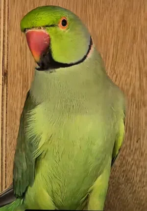 ببغاء دره