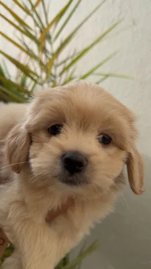 Shie-poo For Sale