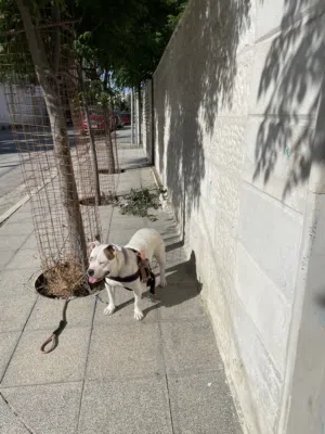 كلب بيتبول 0