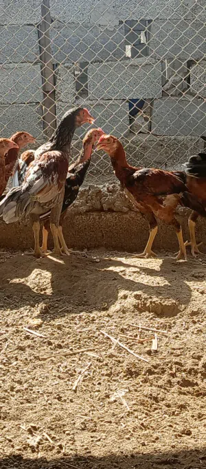 دجاج باكستاني اصل بنجابي